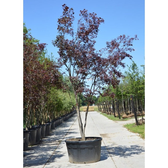 Japanilainen vaahtera - Acer palmatum &