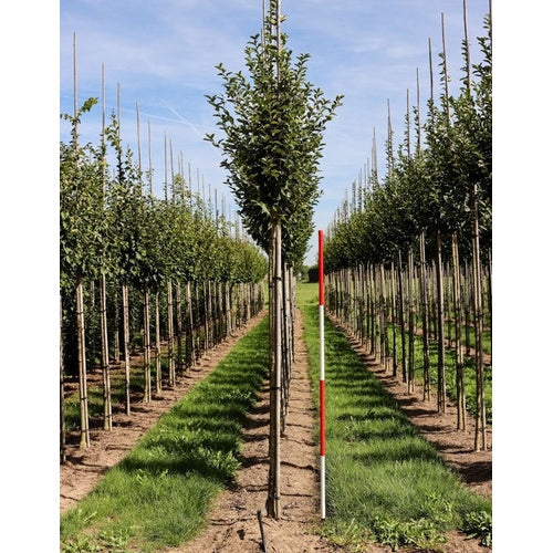 Pyramidatammi - Carpinus betulus &