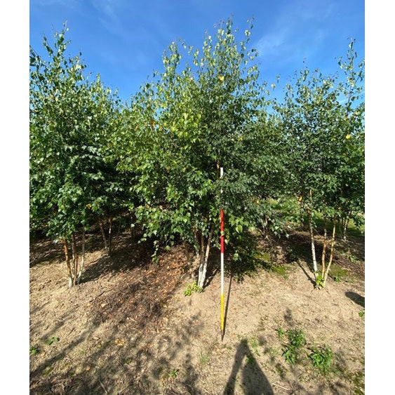 Rippaluumu - Betula pendula 250-300 MS DRKL