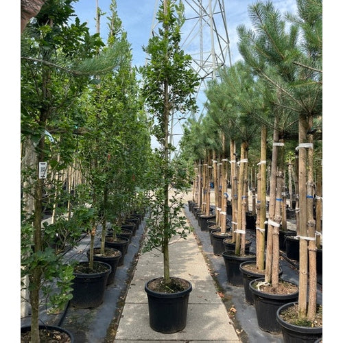 Pelarek - Quercus robur &