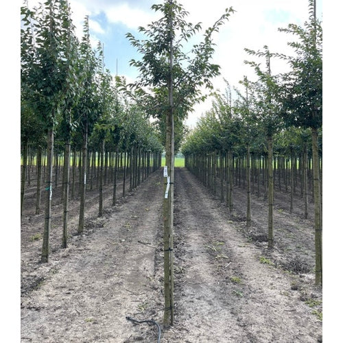 Talvikirsikka - Prunus subhirtella &