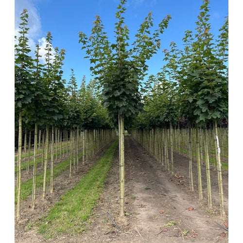 Skogivaahtera - Acer platanoides &