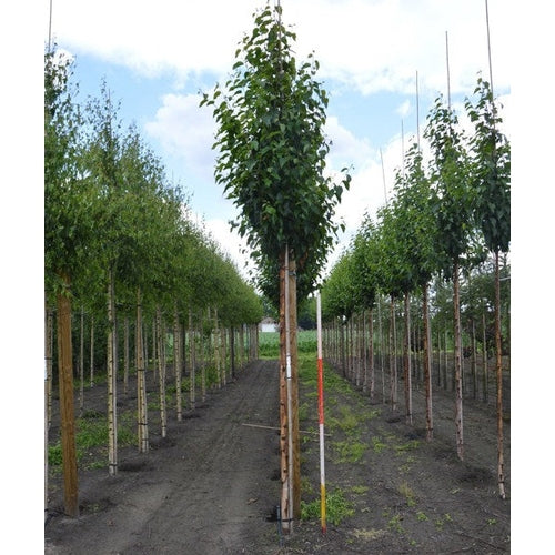 Kiinalainen koivu - Betula albosinensis &