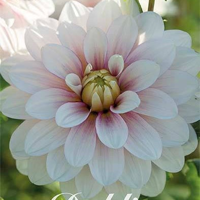 Dahlia Christo Koristeellinen 1-pakkaus UUTUUS
