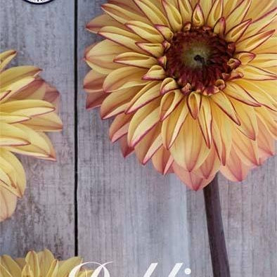Dahlia Ball Gelia 1-pack UUTUUS