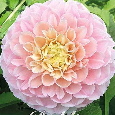 Dahlia Boll Opal 1-pakkaus UUTUUS