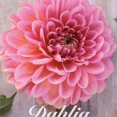 Dahlia Rina Bredie Dekoratiivinen 1-pakkaus UUTUUS