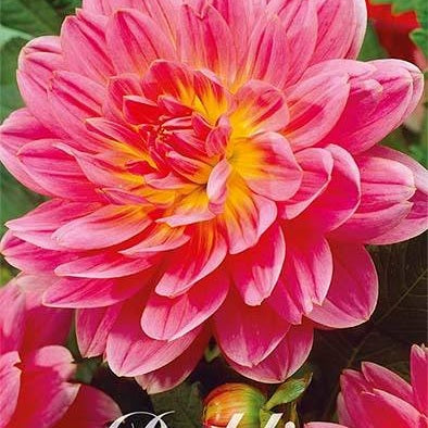 Dahlia Twiggy Koriste 1-pakkaus UUTUUS