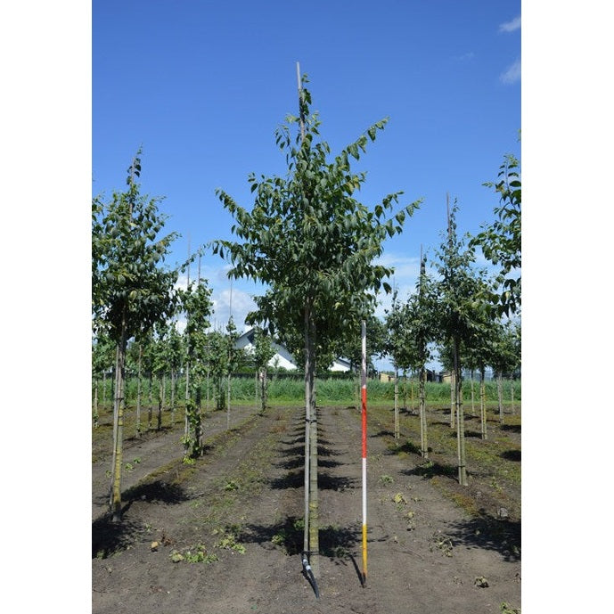 Eurooppalainen marjapuu - Celtis australis - Rungon ympärysmitta 16-18 cm, korkeus 3,5-4 metriä, HS,