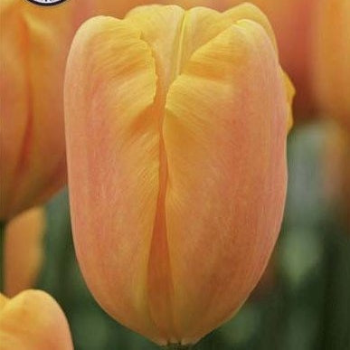 Tulppaani Bellville 10-pakkaus (UUTUUS)