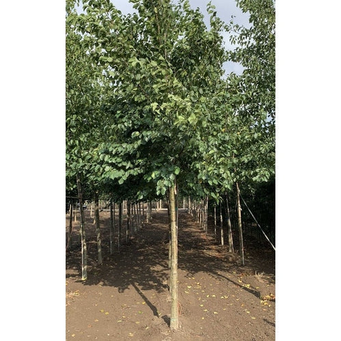 Italialainen al - Alnus cordata - Rungon ympärys 20-25 cm, korkeus 4-4,5 metriä, HS,
