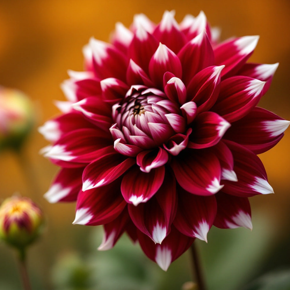 Dahlia Dekoratiivinen Ariko 1-pakkaus