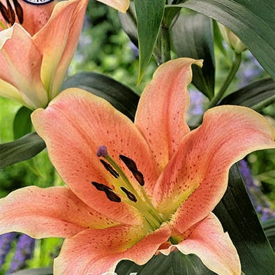Lilja-Lilium Zelmira UUTUUS 2-pack