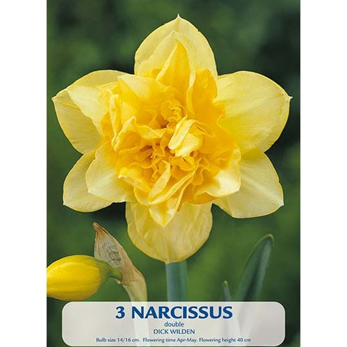 Narciss Dick Wilden 3-pack