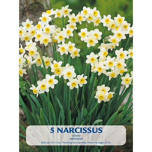 Narciss Minnow 5-pack