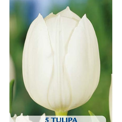 Tulppaani Royal Virgin 5-pakkaus