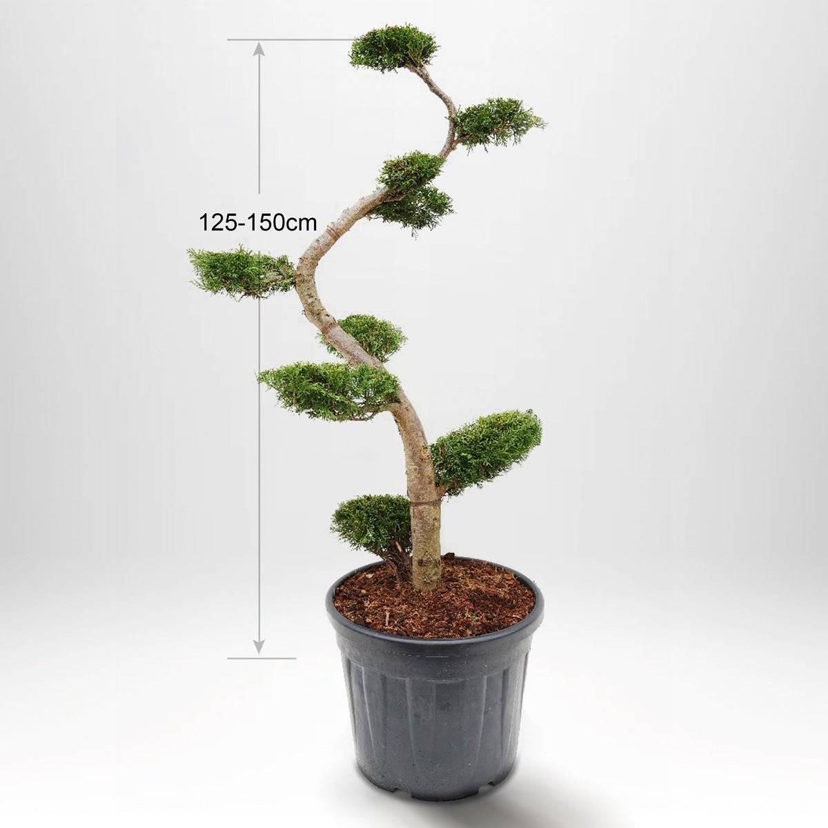 Thuja Smaragd Bonsai 125-150 cm, Ruukkuviljelty 55L, Laatu: Maisemalaatu