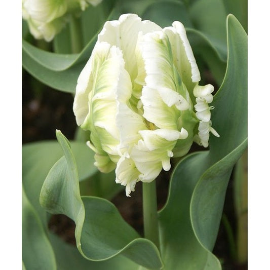 Tulppaani Parrot Super Parrot 7-pakkaus (UUTUUS)