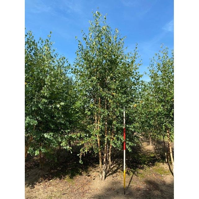 Rippukoivu - Betula pendula 300-350 MS COCO