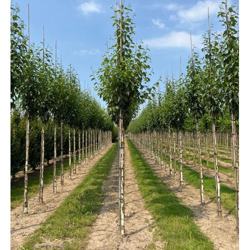 Kiinalainen koivu - Betula albosinensis &