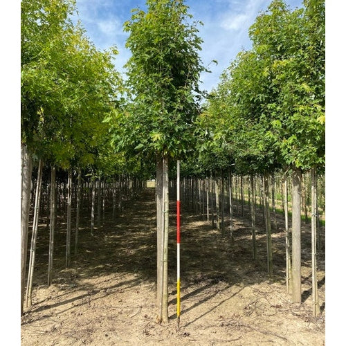 Smalkroninen hopeahäkkilä - Acer saccharinum &