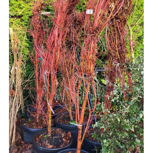 Japanilainen vaahtera - Acer palmatum &