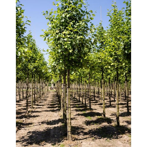 Klibbal - Alnus glutinosa - Rungon ympärys 14-16 cm, korkeus 3,5-4 metriä, HS, COCO