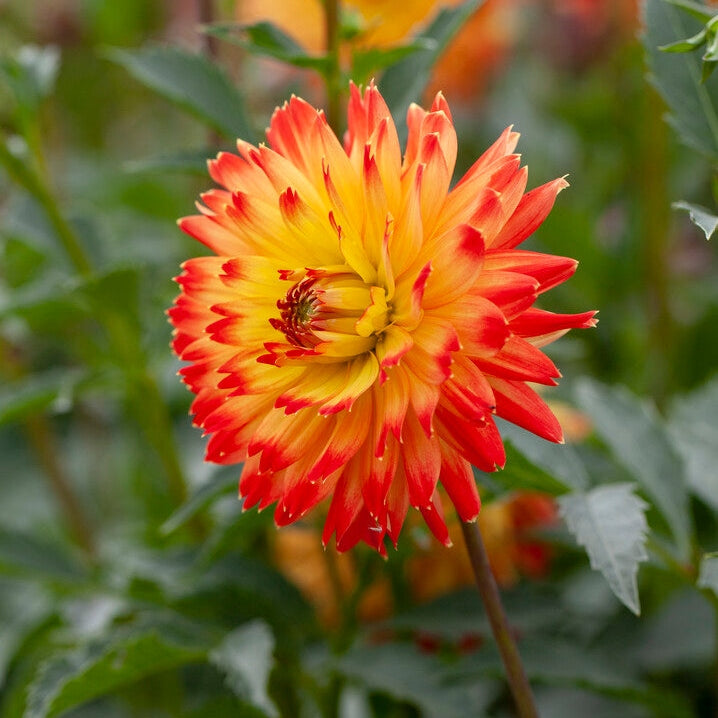 Dahlia Dekorativ Procyon 1-pakkaus