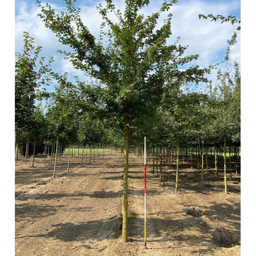 Naverlönn - Acer campestre - Kannan ympärysmitta 20-25 cm, korkeus 4-4,5 metriä, HS,