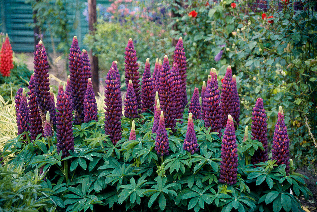 Lupinus Storm 1-pakkaus