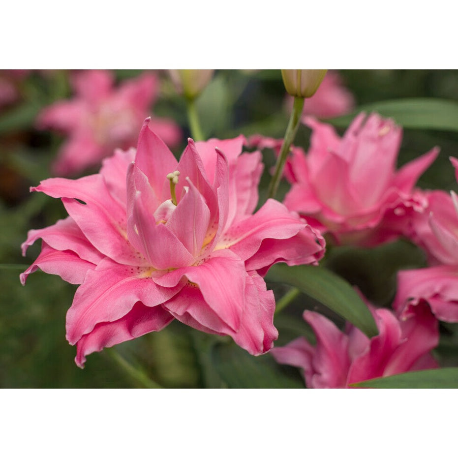 Itämainen lilja - Lilium Oriental Dreamline 2-pack