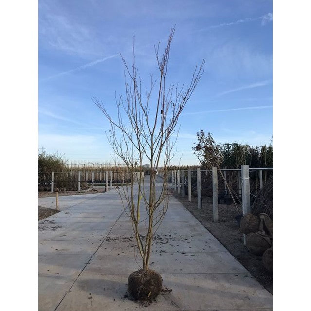 Pagodipensas - Cornus controversa 300-350 MS