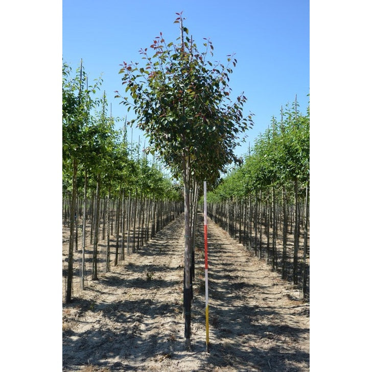 Koristeomenapuu - Malus &