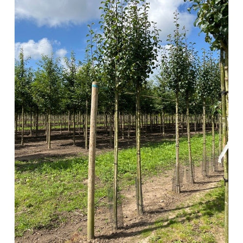 Päärynä - Pyrus caucasica 12-14 HS,