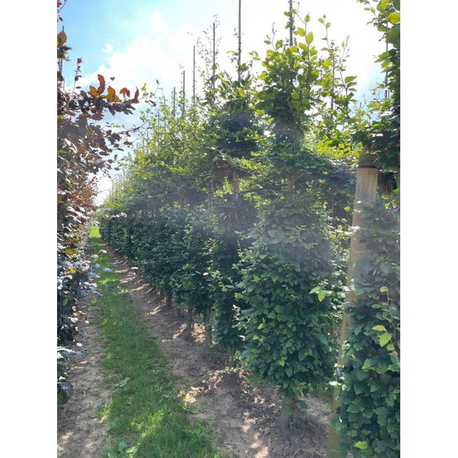 Bok -Fagus sylvatica 12-14 GEV COCO