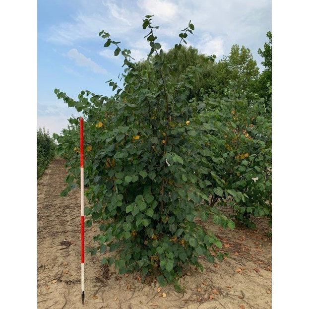 Lehtikuusi - Tilia cordata 250-300 MS