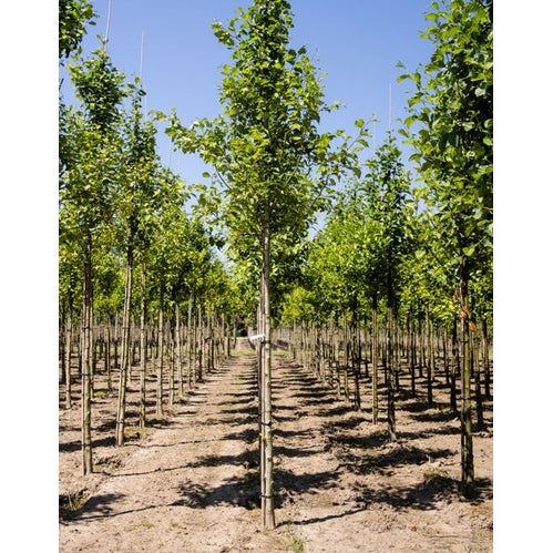 Harmaalepät - Alnus incana - Rungon ympärysmitta 14-16 cm, korkeus 3,5-4 metriä, HS, COCO