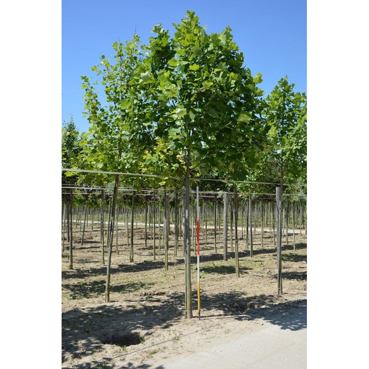 Tulppaanipuu - Liriodendron tulipifera - Rungon ympärysmitta 20-25 cm, korkeus 4-4,5 metriä, HS,