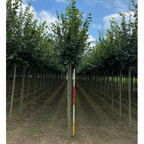 Skogslind - Tilia cordata &