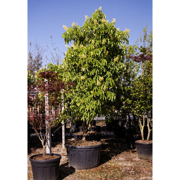 Keltakukkainen hevoskastanja - Aesculus flava 300-350 MS CONT