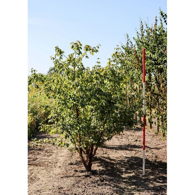 Kuparivaahtera - Acer griseum 200-250 MS