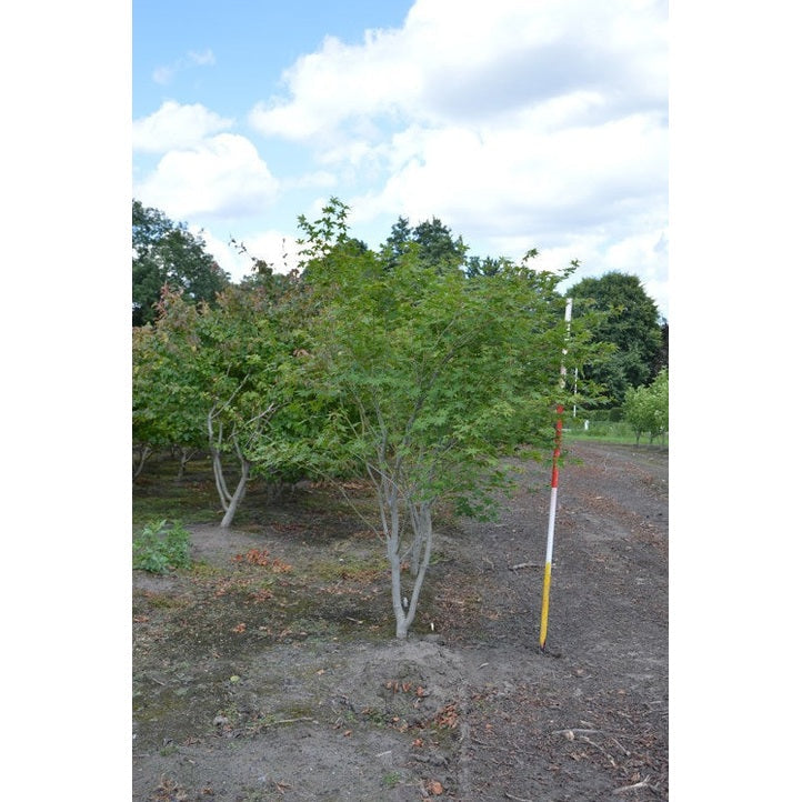 Japanilainen vaahtera - Acer palmatum 200-250 MS COCO