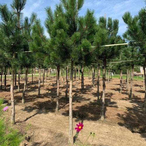 Musta mänty - Pinus nigra - Rungon ympärysmitta 20-25 cm, korkeus 4-4,5 metriä, HS, COCO