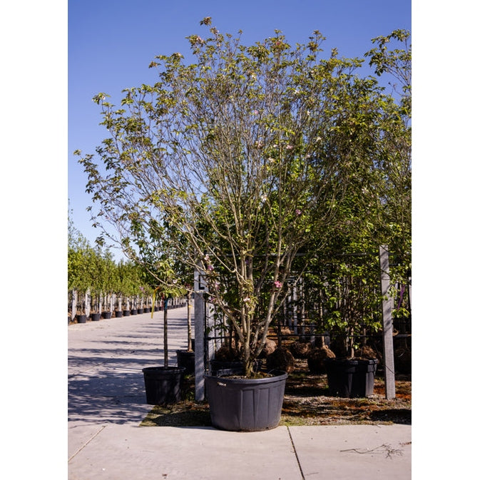Kukkakornelli - Cornus florida &
