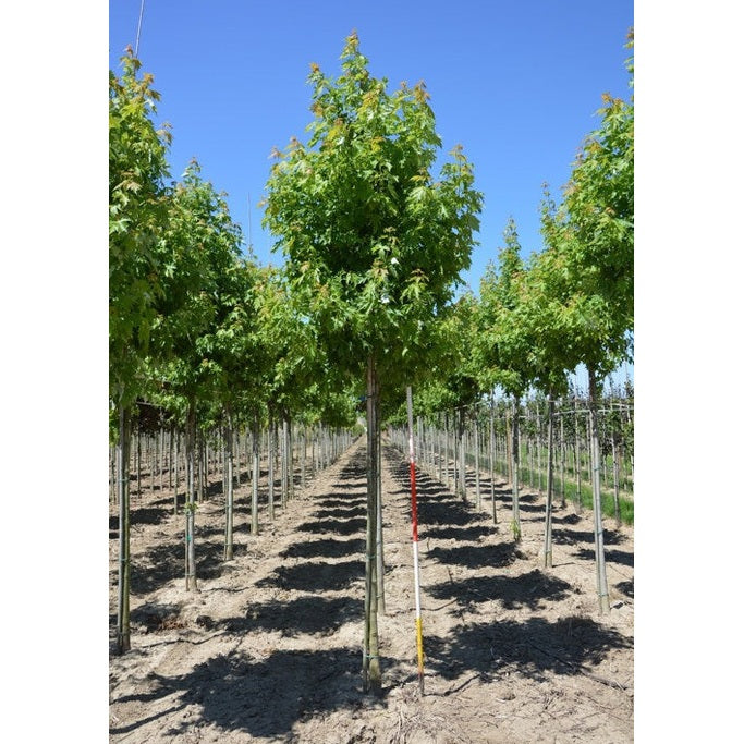 Kapealehtinen hopeahäkkilä - Acer saccharinum &