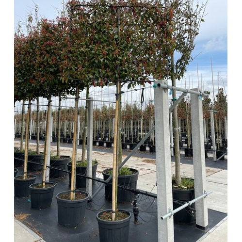 Glansmispel - Photinia fraseri &