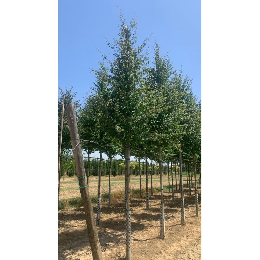 Katsura - Cercidiphyllum japonicum - Rungon ympärys 16-18 cm, korkeus 3,5-4 metriä, HS, COCO