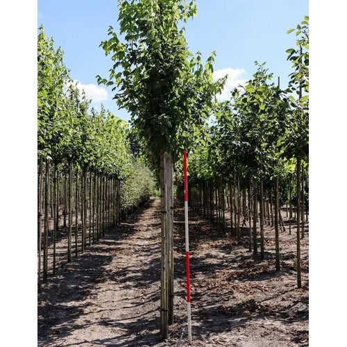 Punapuu - Acer rubrum RED SUNSET 12-14 HS, COCO