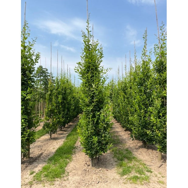 Pelarek - Quercus robur &