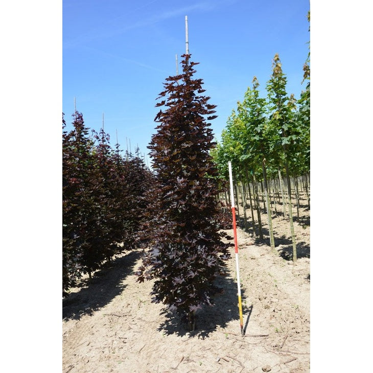 Vaahtera - Acer platanoides &